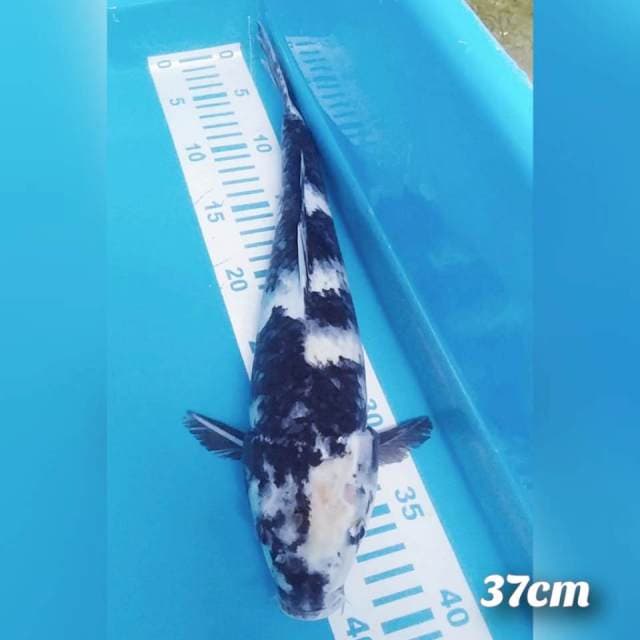 Siro 37cm