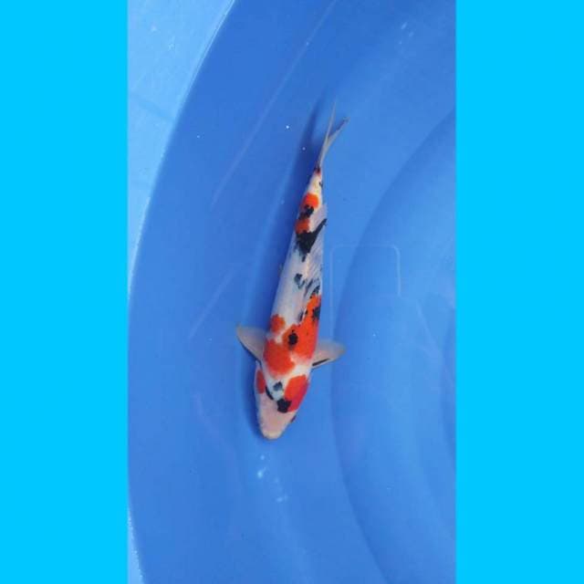 Sanke 31 cm