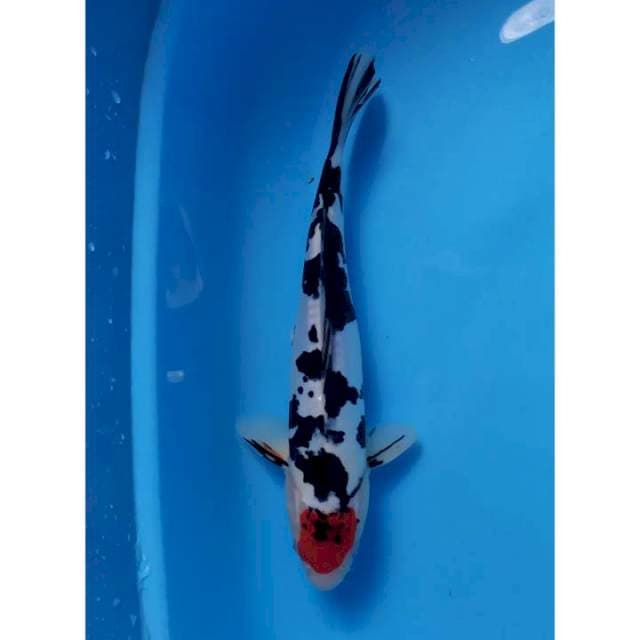 thanco sanke doitsu 29 cm