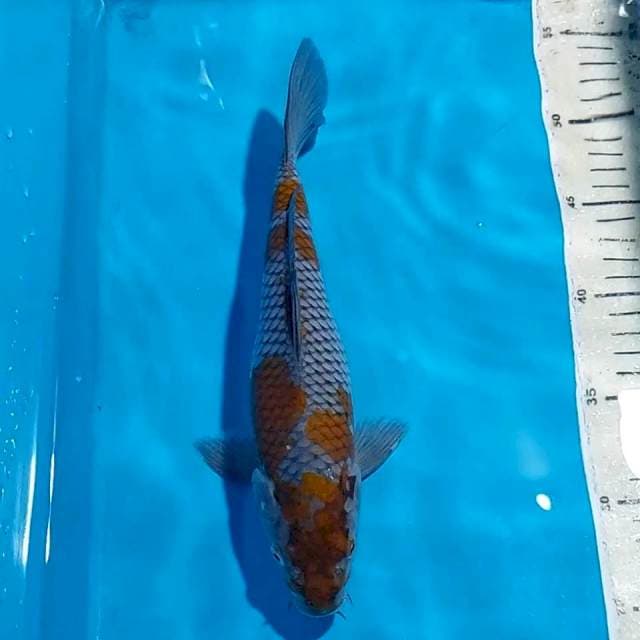 OCHIBA 27 CM