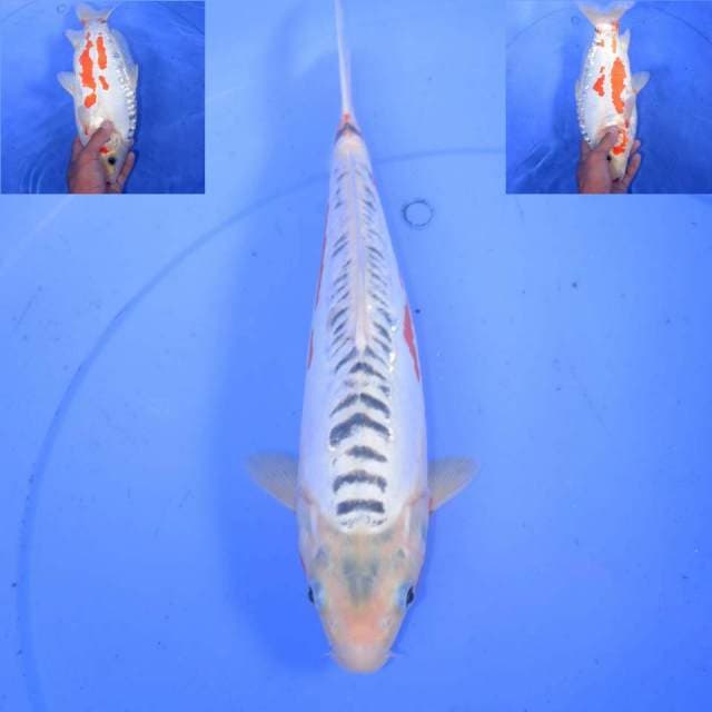 31cm F1 SHUSUI