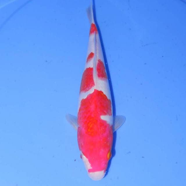 KOHAKU