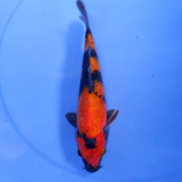 HI UTSURI