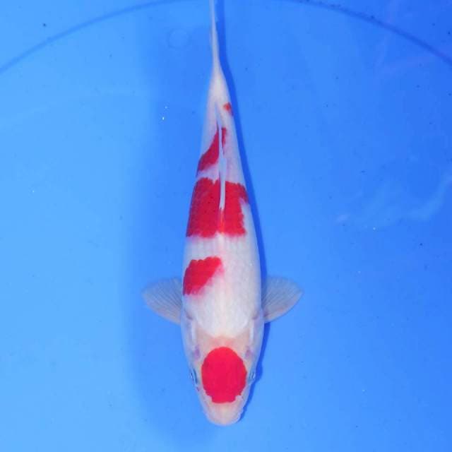 HQ KOHAKU