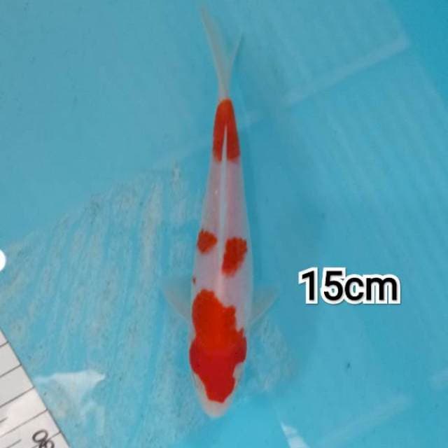 ~ KOHAKU PUTIH 15cm ~