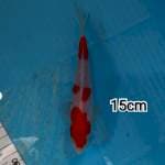 ~ KOHAKU PUTIH 15cm ~