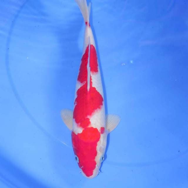 32cm KOHAKU