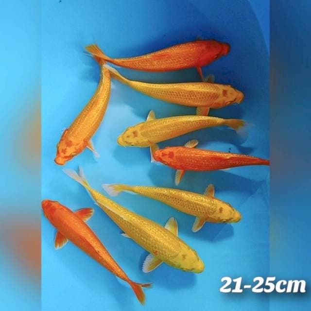 Oren+ogon 21-25cm 8ekor