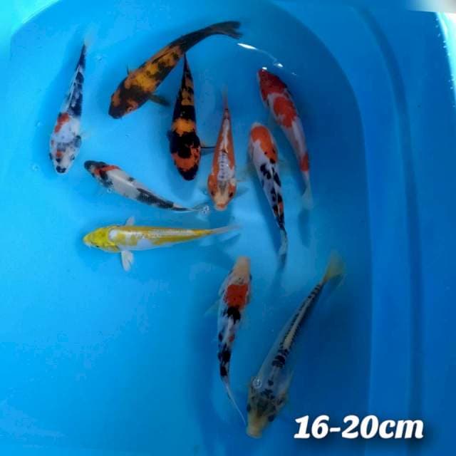 Paket mixx 16-20cm 10ekor