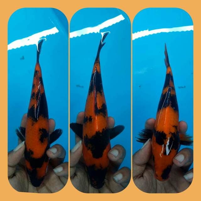 Hi UTSHURI 25CM