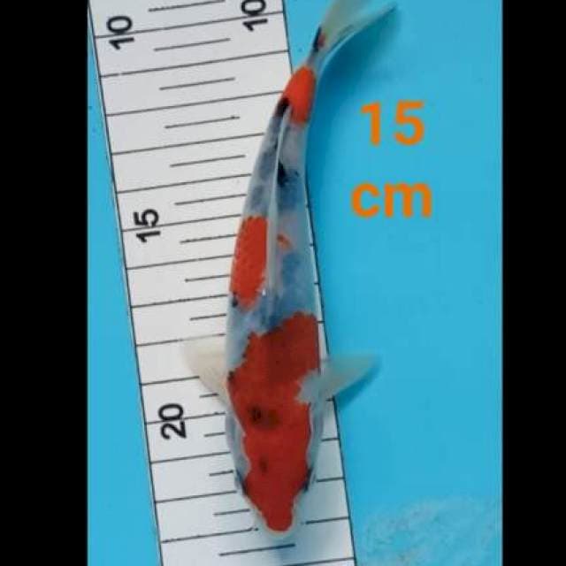 ~ SANKE CALON BGS 15 cm ~