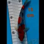 ~ SANKE CALON BGS 15 cm ~