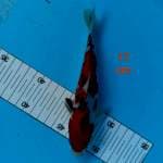 ~ SANKE 17cm ~