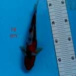 ~ SANKE 18cm ~