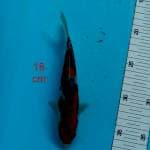 ~ SANKE 18cm ~
