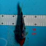~ SANKE 18cm ~