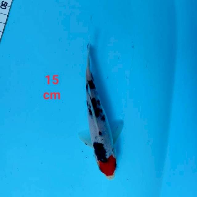 ~ SANKE 15cm ~