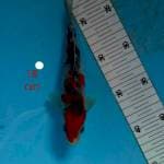 ~ SANKE 18cm