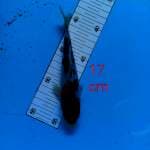 ~ SANKE 17cm ~