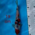 ~ SANKE 19cm ~ 