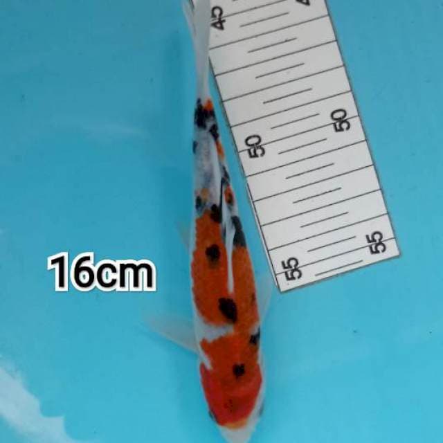 ~ SANKE 16cm ~