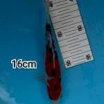 ~ SANKE 16cm ~