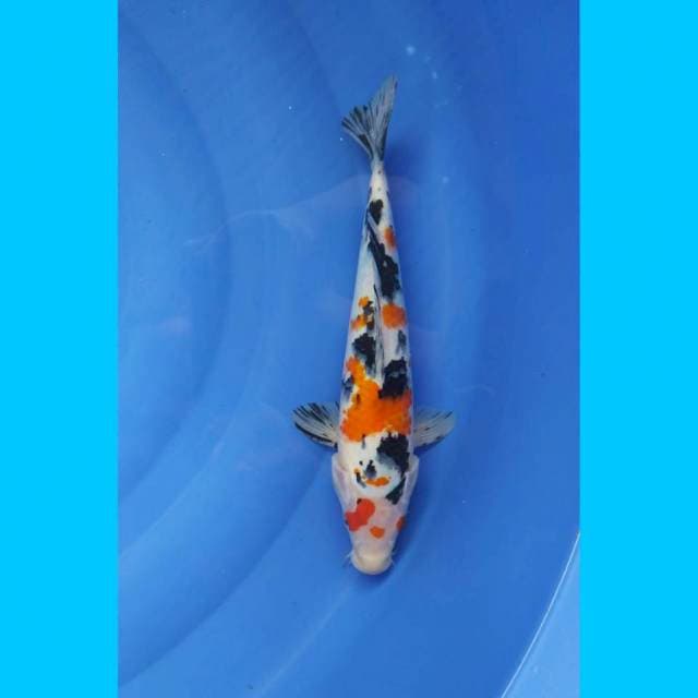Sanke female 34cm 