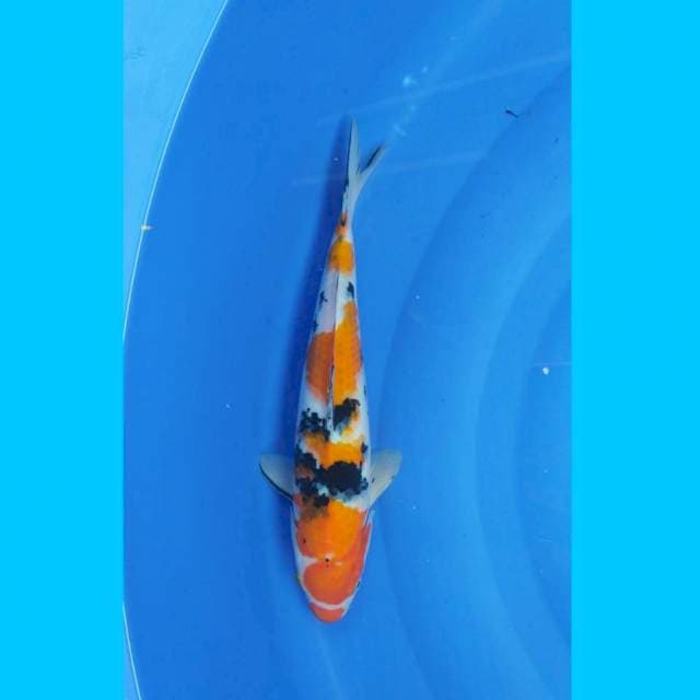 Sanke 35cm