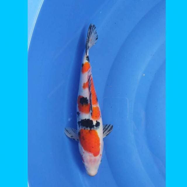 Sanke 33cm