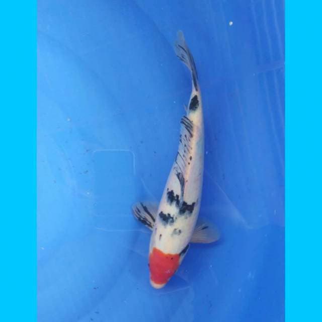Tancho sanke 34cm 