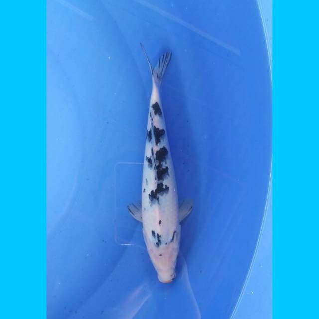 Bekko 35cm 