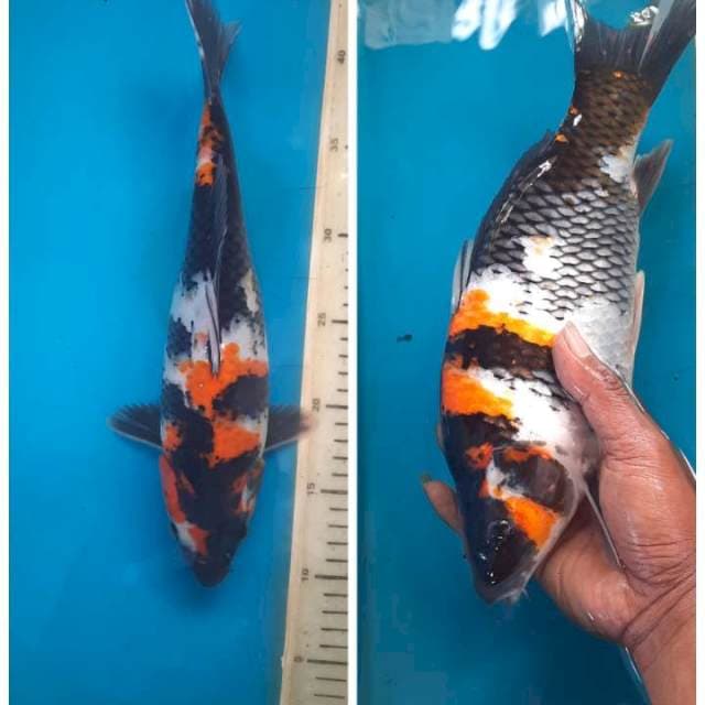 Showa 32cm
