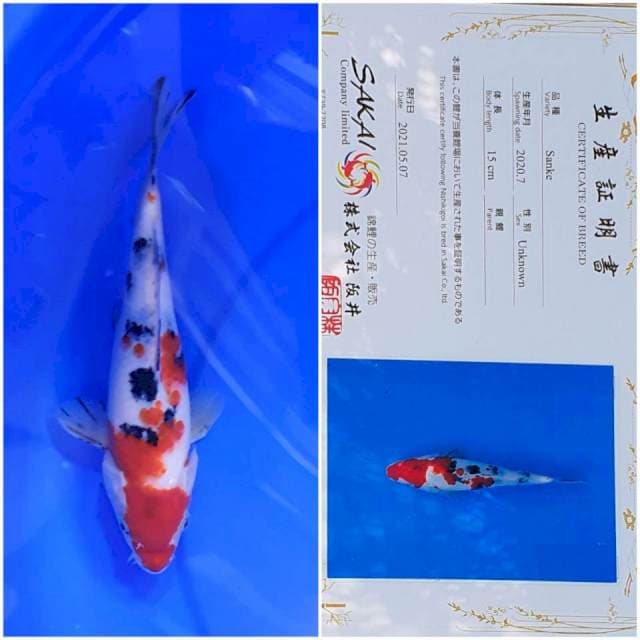 Sanke Import Sakai