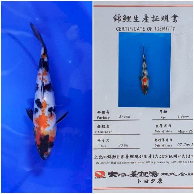 Showa Import Dainichi 
