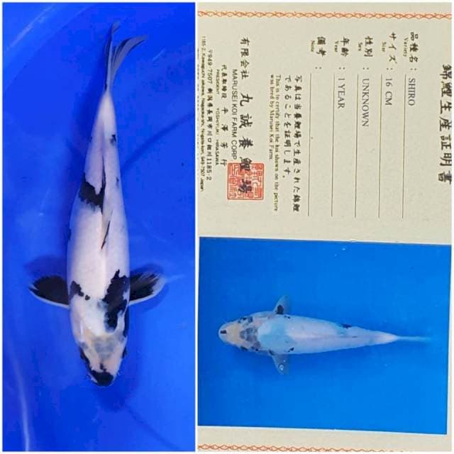 Shiro Import Marusei 