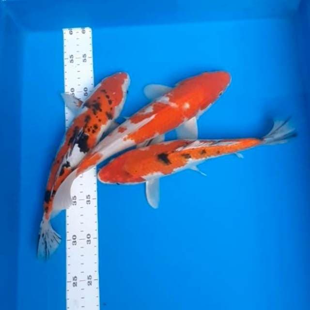 Paket 26-30cm 3ekor