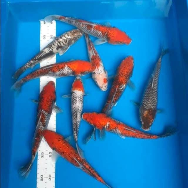 Paket 20-24cm 10ekor