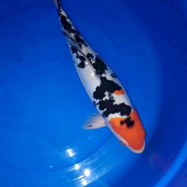 SANKE JUMBO 43 CM (CACAT SIRIP)