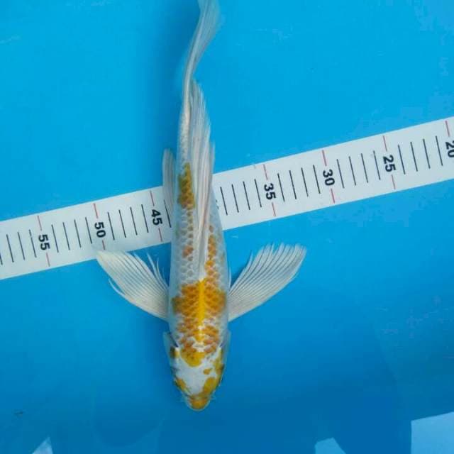 KUMPAY HARIWAKE 35 CM