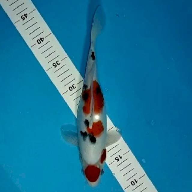 SANKE MARUTEN 29 CM