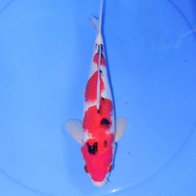 30CM SANKE SAKURA