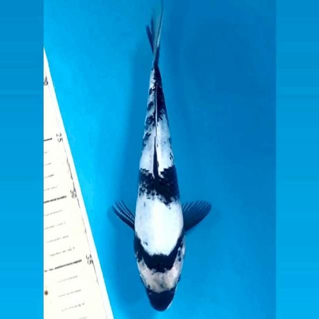 Shiro, 22 cm
