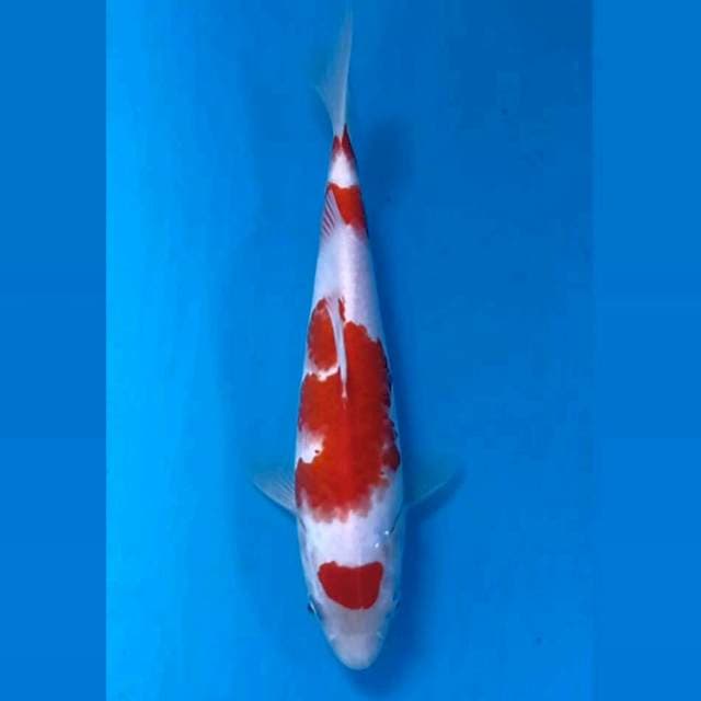 Kohaku, 20 cm