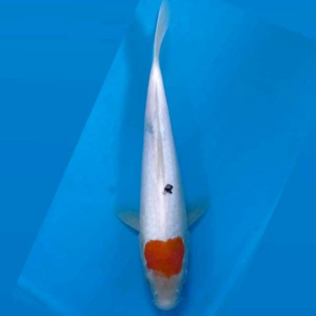 Tancho sanke, 23 cm