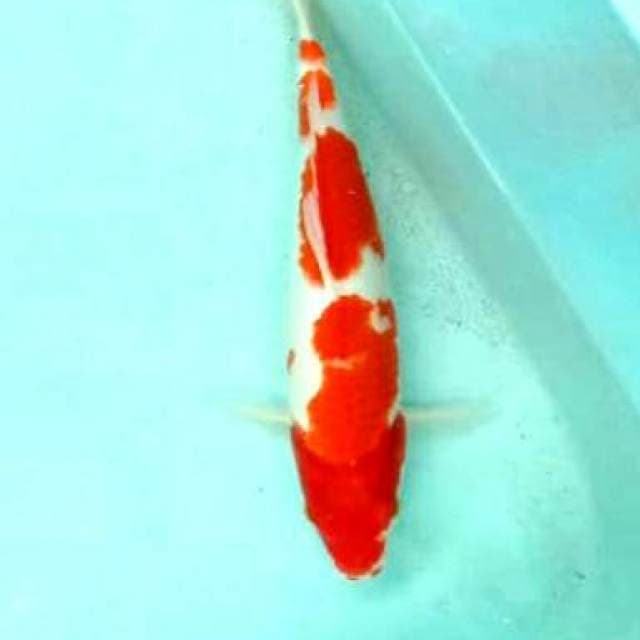 Kohaku 37cm body joss..