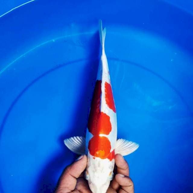 Ki Kushui 30cm