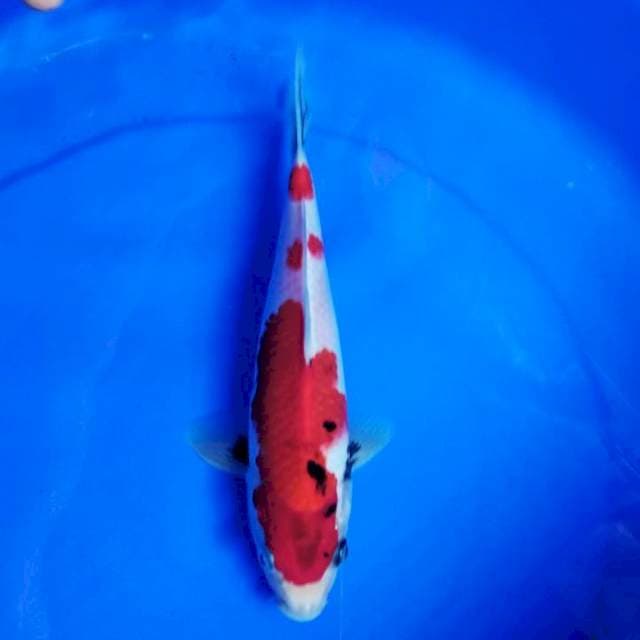 Showa tategoi motogoro 25cm