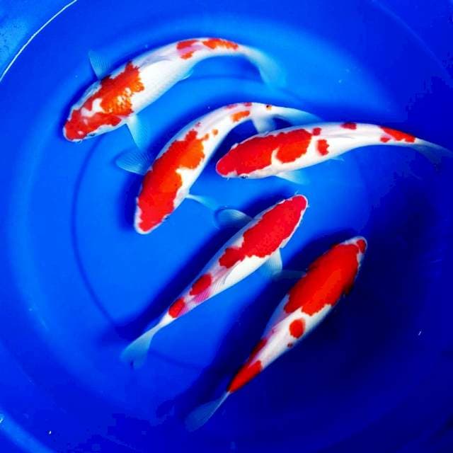 Mix Kohaku 28 cm