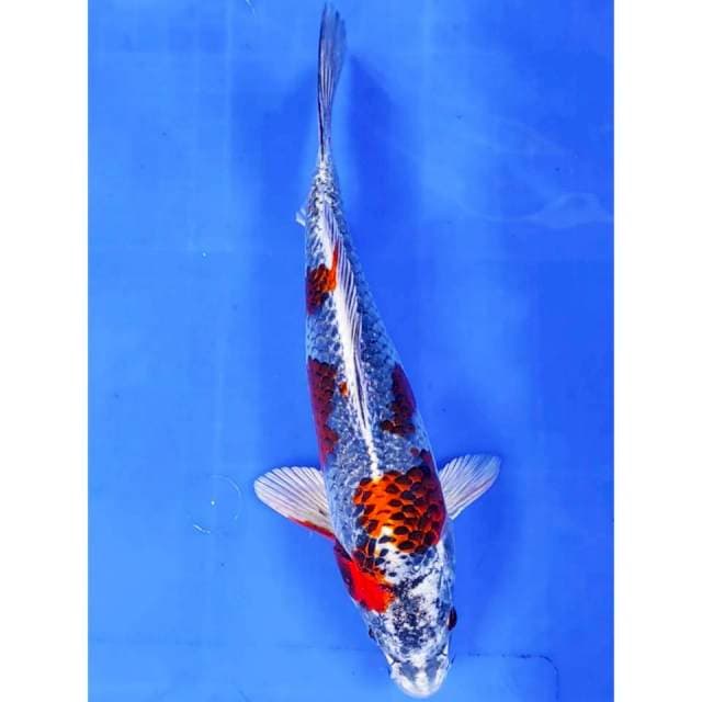 28 cm # BENIGINGGA