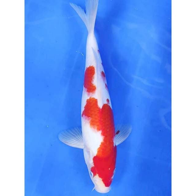 28 cm # KOHAKU 